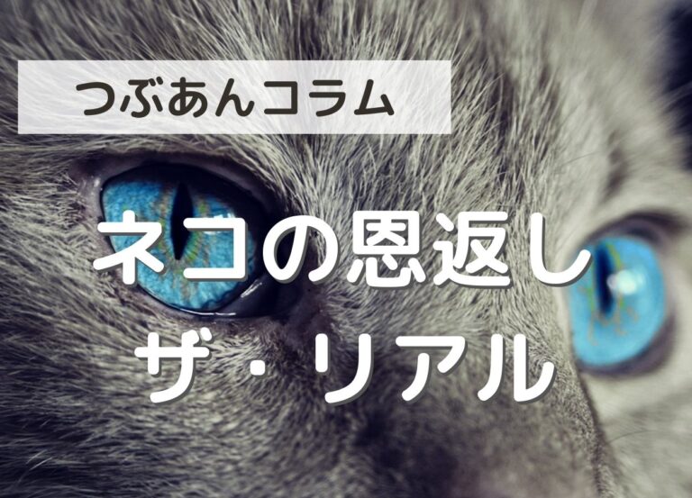 餌をあげた野良猫がネズミを庭に持ってくる 超音波装置の効果に期待 つぶあんのパパよちよち歩き